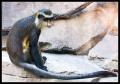 Monkey CRW_8231